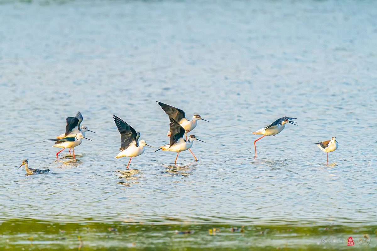 黑翅长脚鹬（红腿娘子）来到了太湖新家园