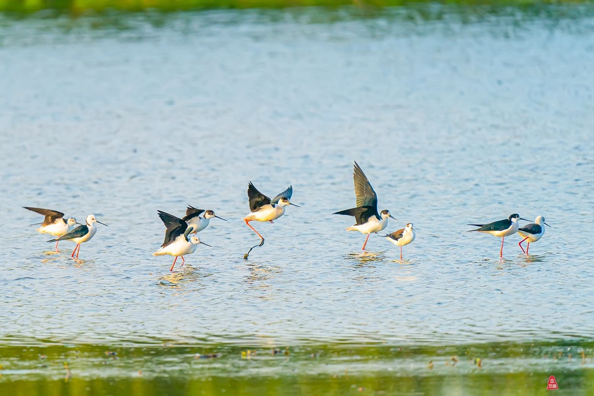 黑翅长脚鹬（红腿娘子）来到了太湖新家园