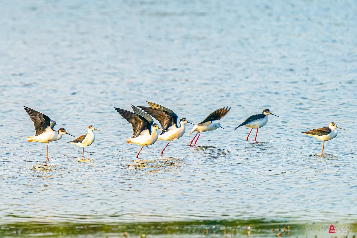 黑翅长脚鹬（红腿娘子）来到了太湖新家园