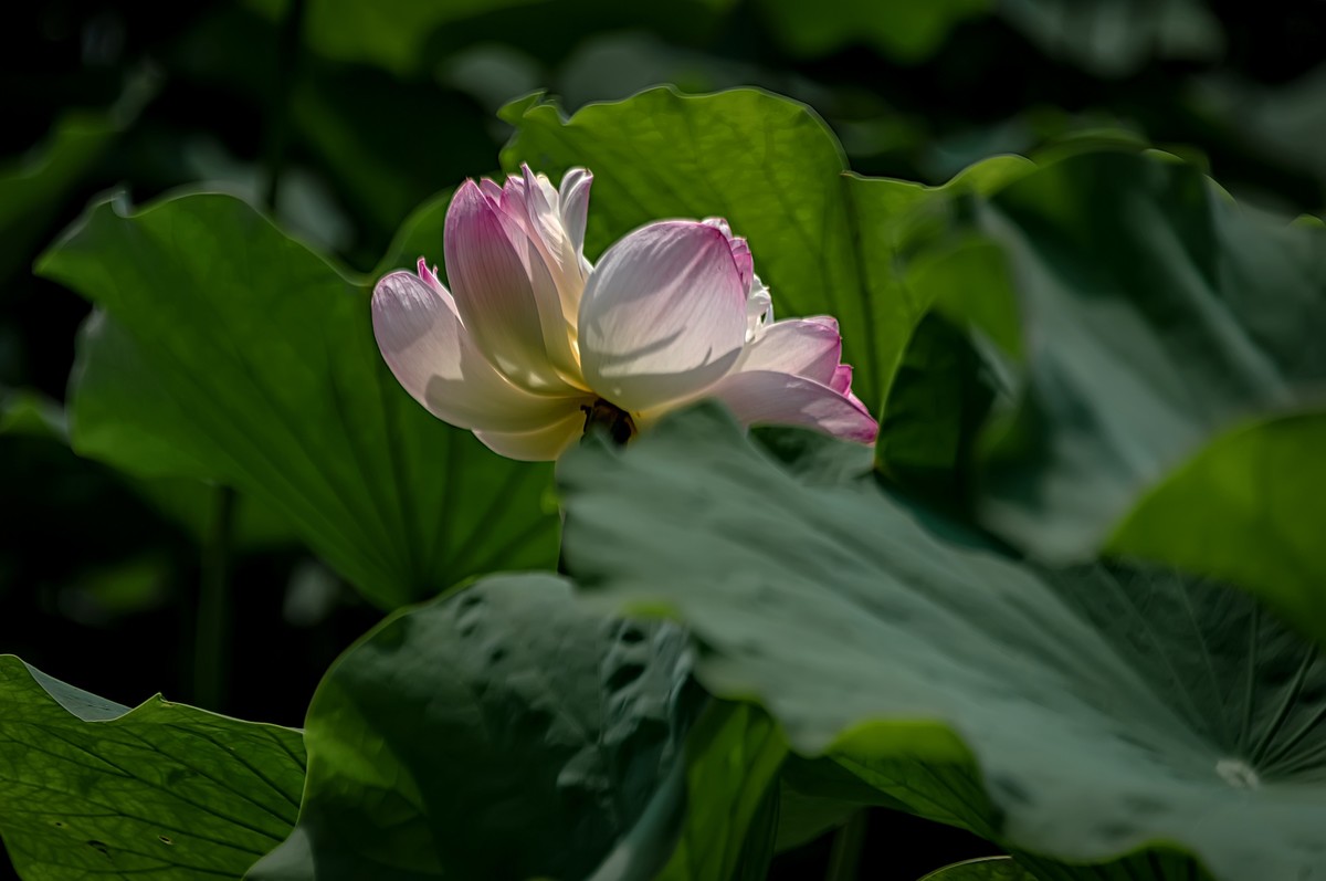 诗配画：赠荷花  李商隐 〔唐代〕