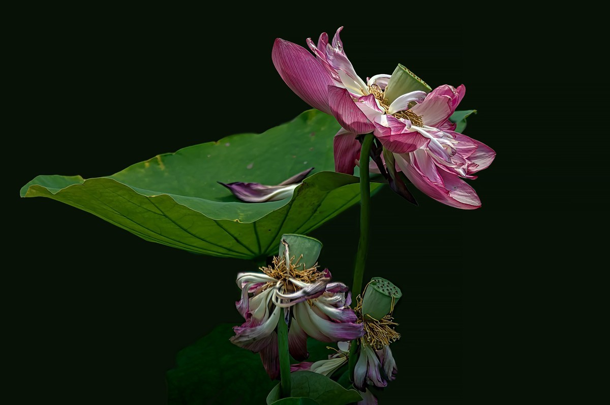 诗配画：赠荷花  李商隐 〔唐代〕