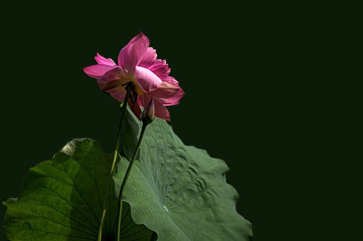 诗配画：赠荷花  李商隐 〔唐代〕