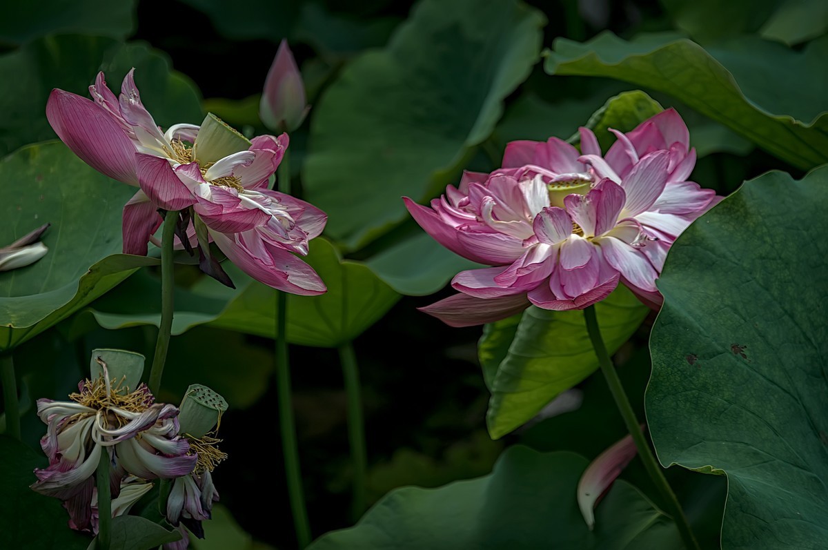诗配画：赠荷花  李商隐 〔唐代〕