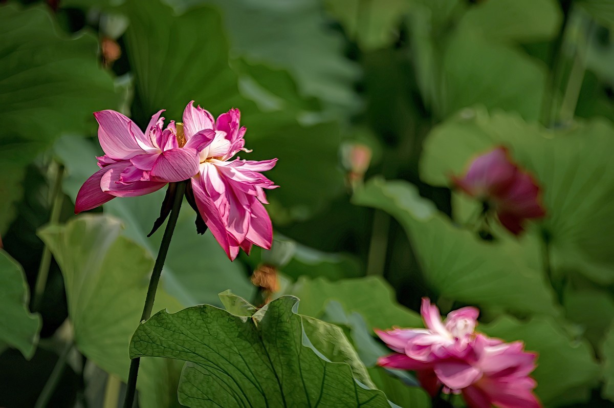 诗配画：赠荷花  李商隐 〔唐代〕