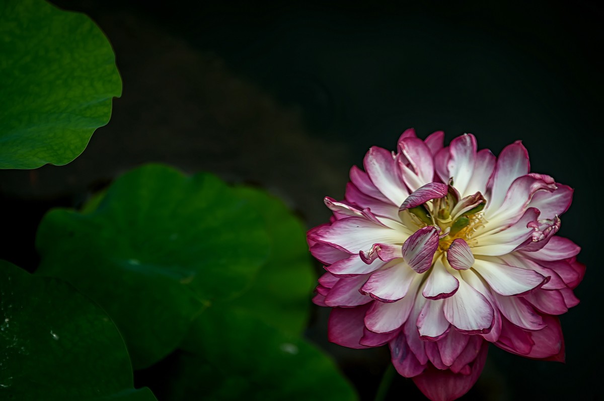 诗配画：赠荷花  李商隐 〔唐代〕