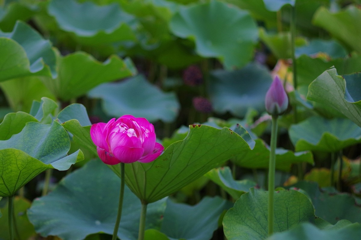 小饼干拍荷花