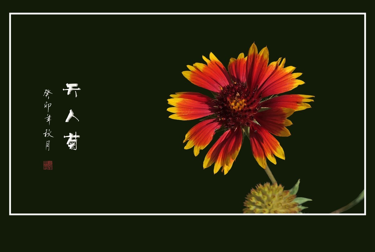 靓丽鲜艳的天人菊