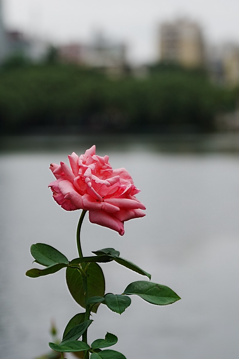 流花湖公园（15）