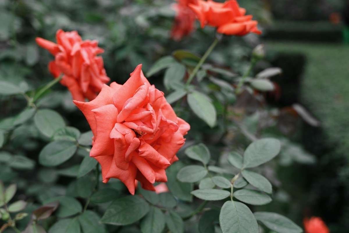 流花湖公园（15）