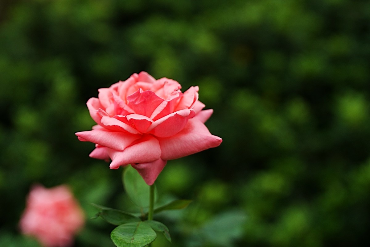 流花湖公园（15）