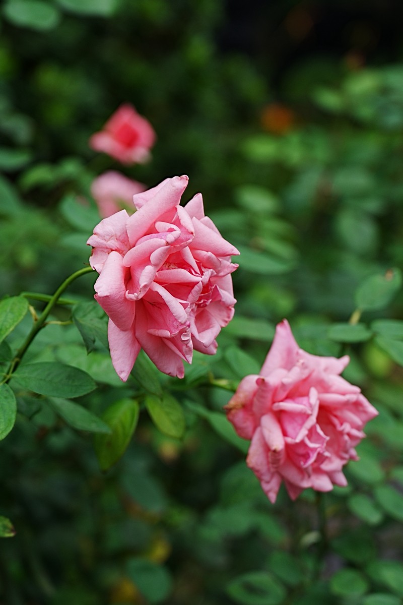 流花湖公园（15）