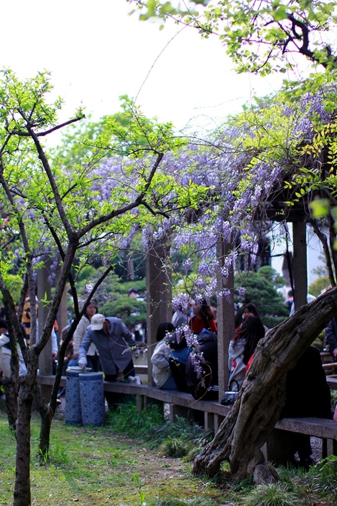 古典园林中的紫藤花开