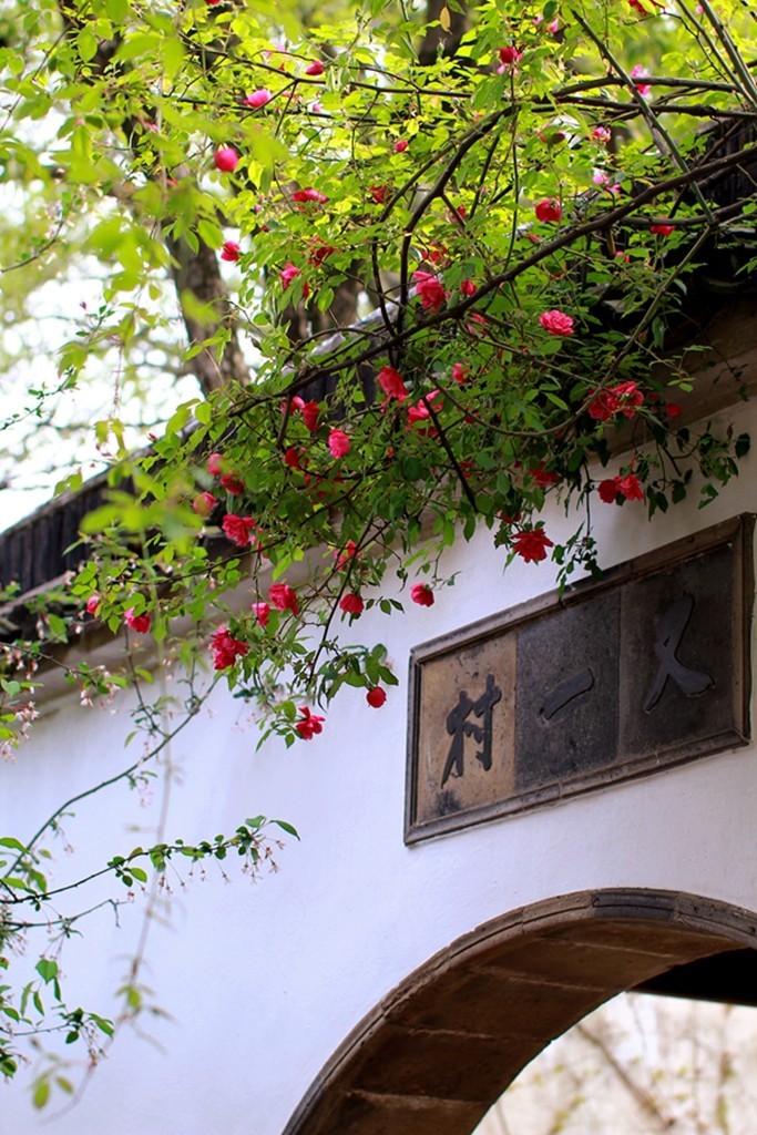 古典园林中的紫藤花开