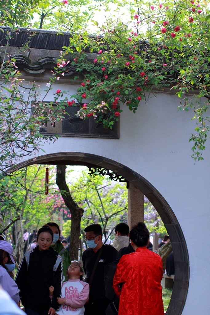 古典园林中的紫藤花开