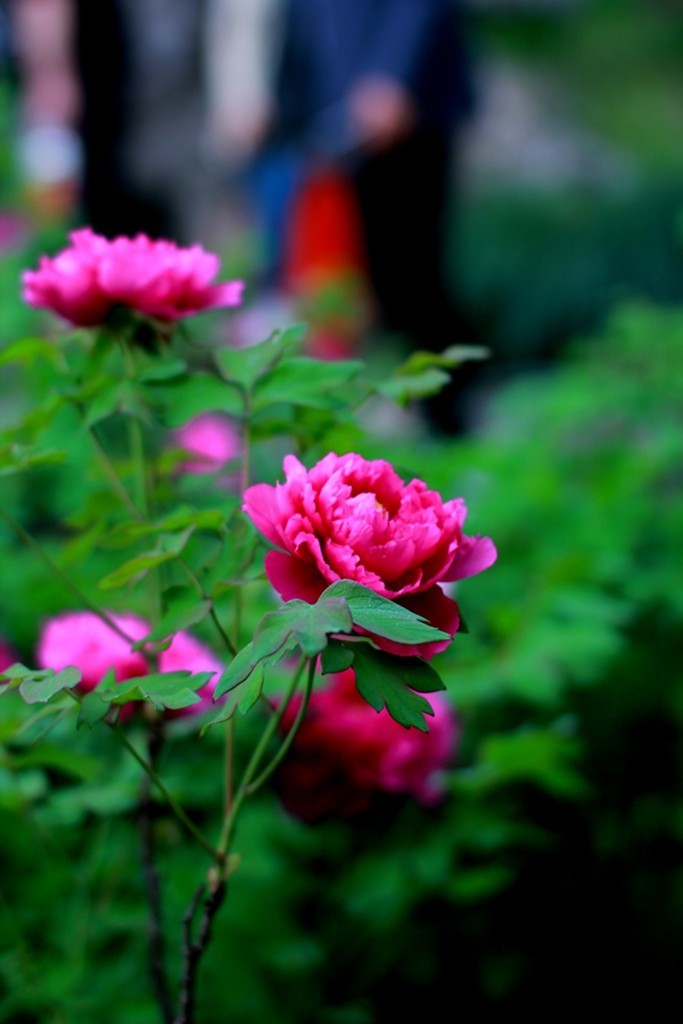 古典园林中的紫藤花开