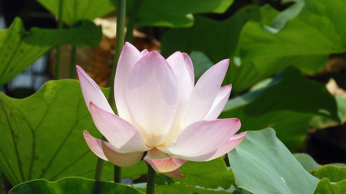 又到荷花开放时