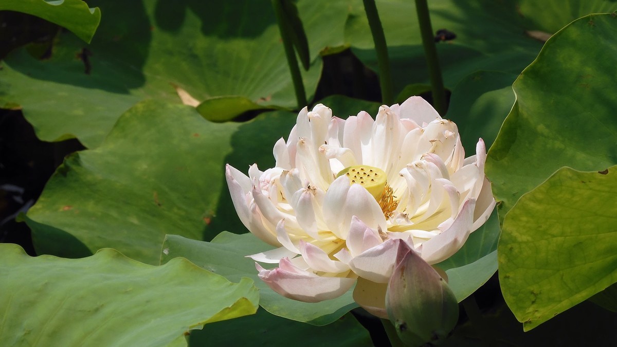 又到荷花开放时