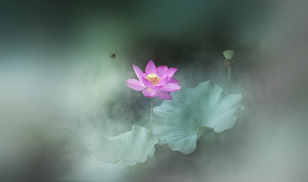 【原创】半夏荷花