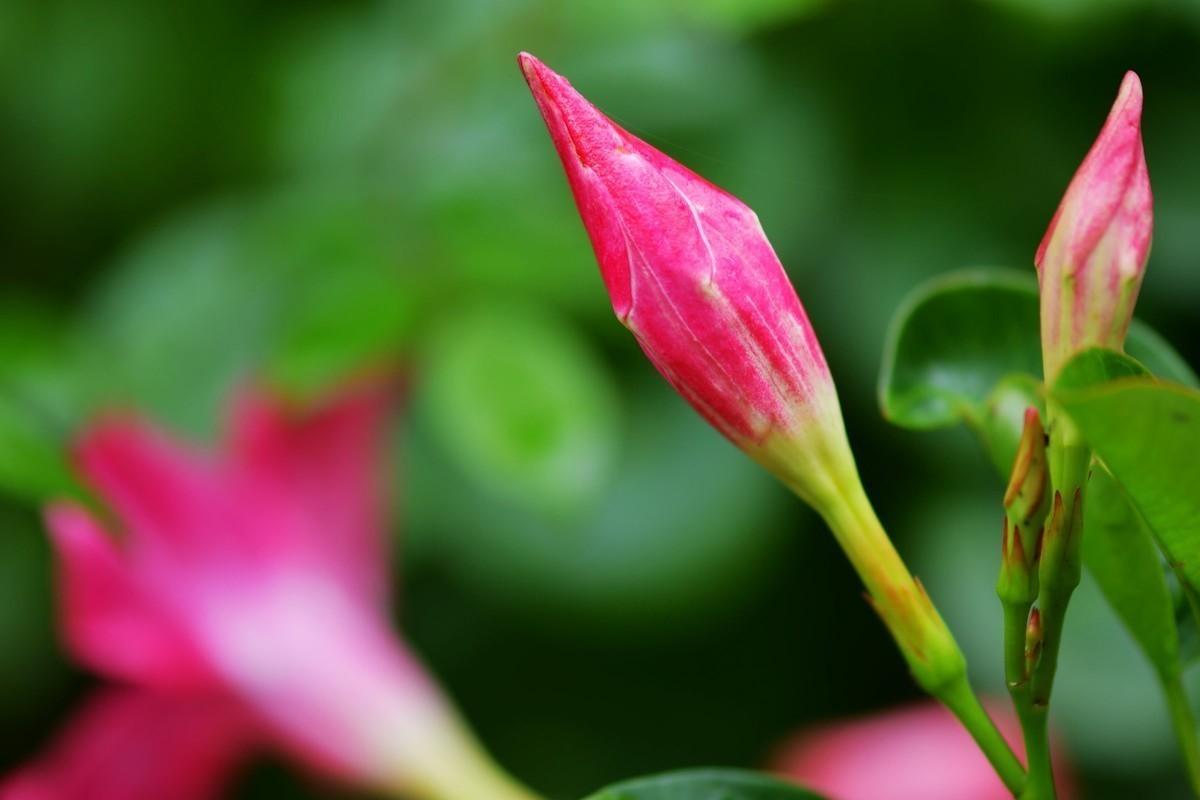 游宁国诚信园林月季园D4S+105 1.4E/ZF 50 1.2