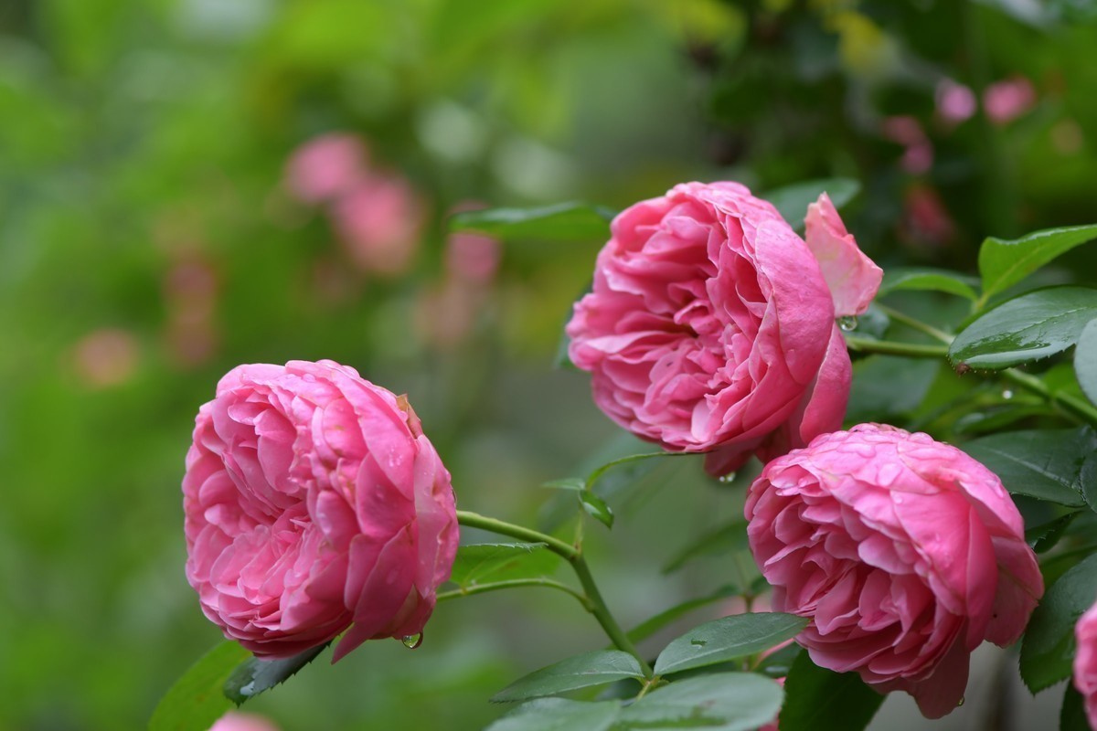 游宁国诚信园林月季园D4S+105 1.4E/ZF 50 1.2