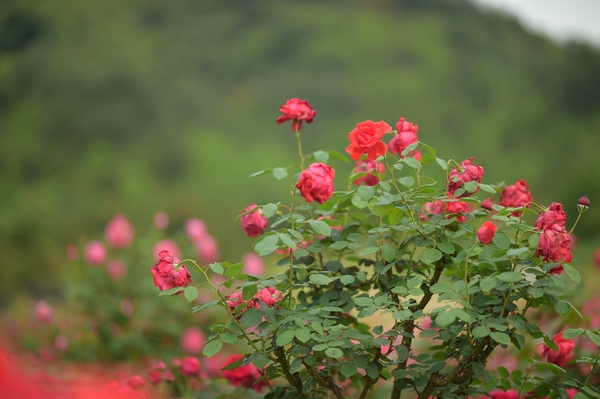 游宁国诚信园林月季园D4S+105 1.4E/ZF 50 1.2