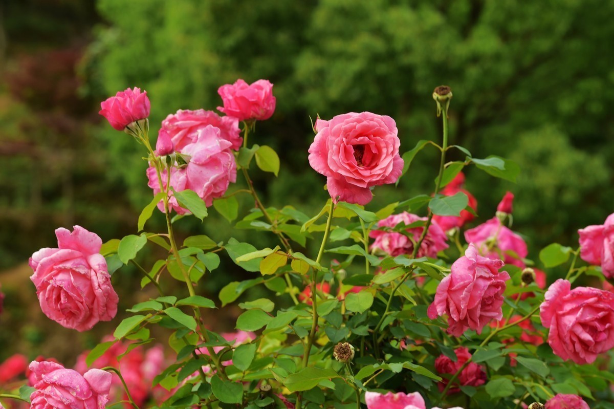 游宁国诚信园林月季园D4S+105 1.4E/ZF 50 1.2