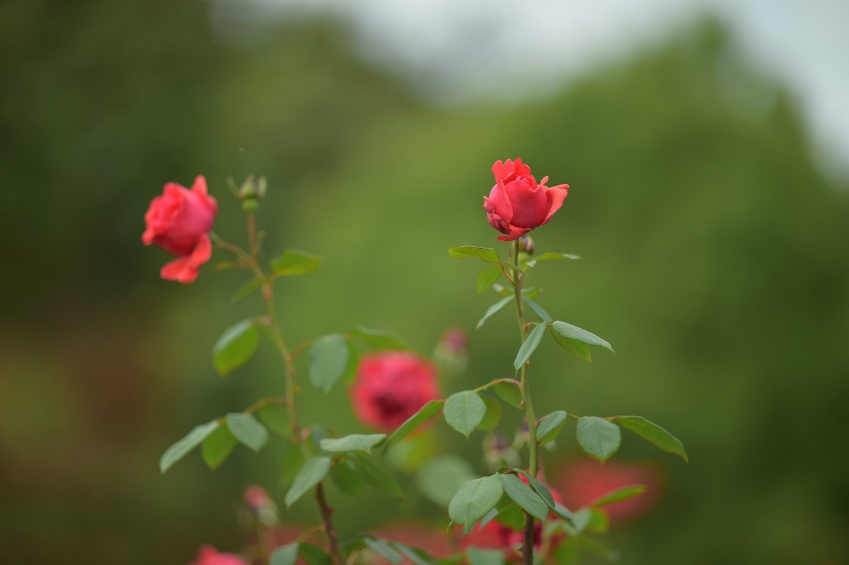 游宁国诚信园林月季园D4S+105 1.4E/ZF 50 1.2