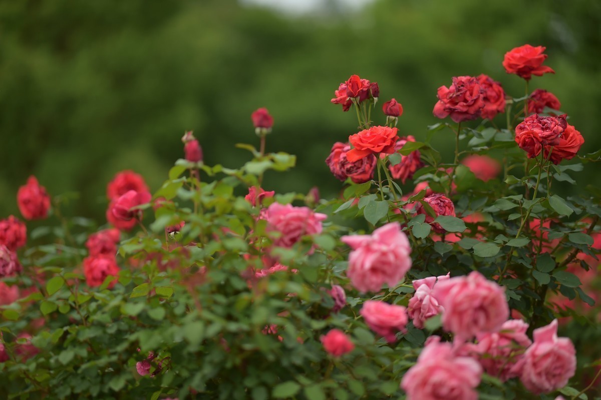 游宁国诚信园林月季园D4S+105 1.4E/ZF 50 1.2