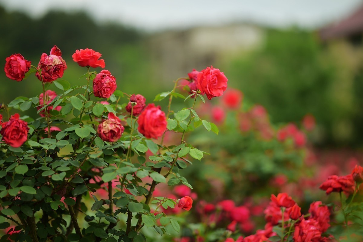 游宁国诚信园林月季园D4S+105 1.4E/ZF 50 1.2