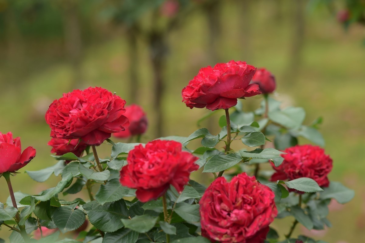 游宁国诚信园林月季园D4S+105 1.4E/ZF 50 1.2