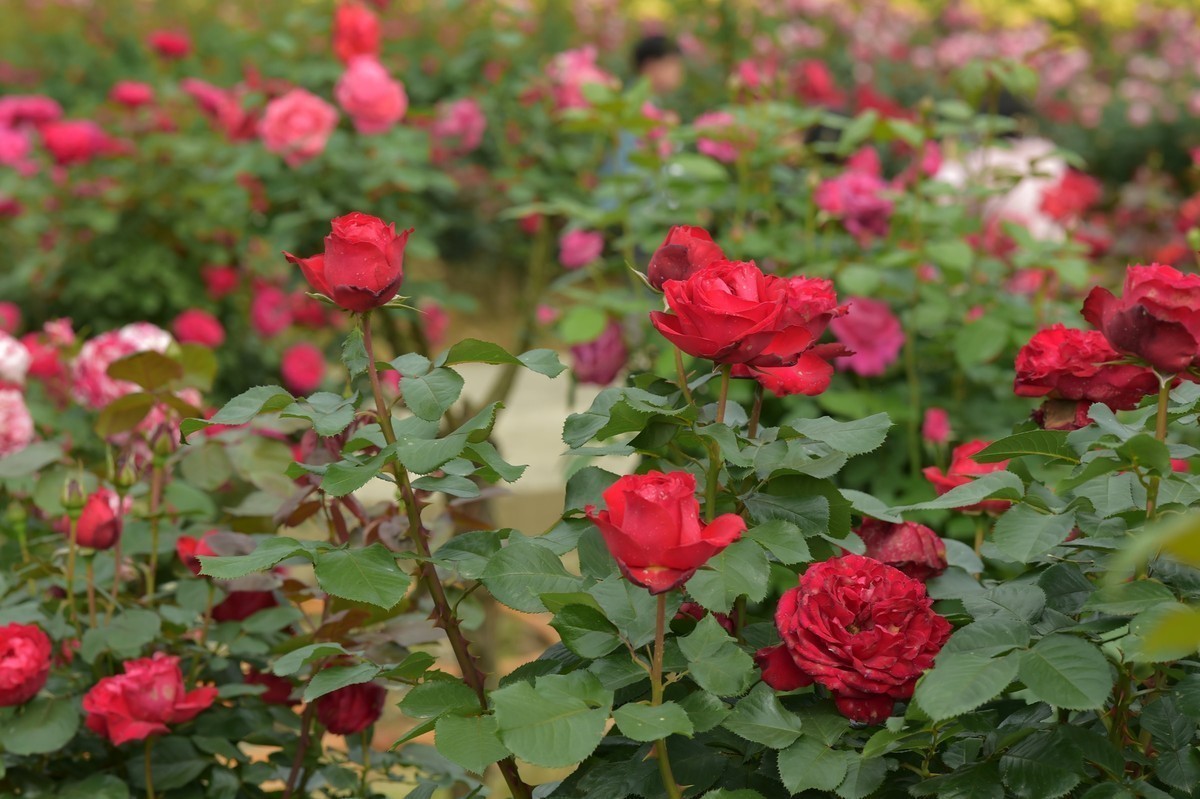 游宁国诚信园林月季园D4S+105 1.4E/ZF 50 1.2