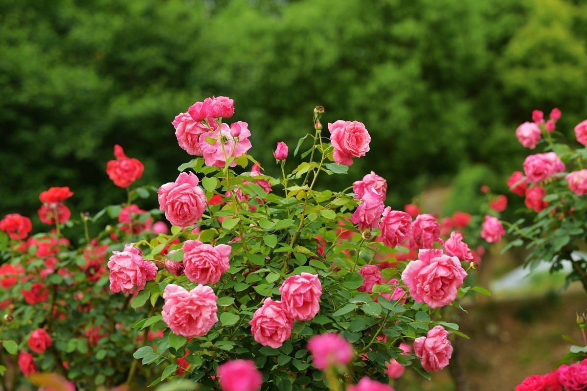 游宁国诚信园林月季园D4S+105 1.4E/ZF 50 1.2