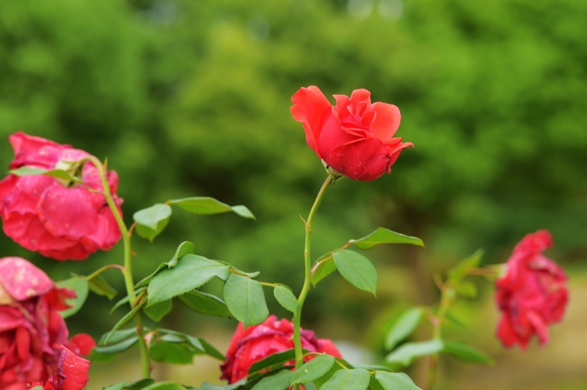 游宁国诚信园林月季园D4S+105 1.4E/ZF 50 1.2