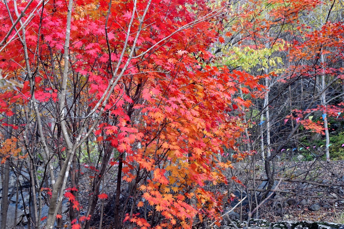 本溪湖里枫叶美