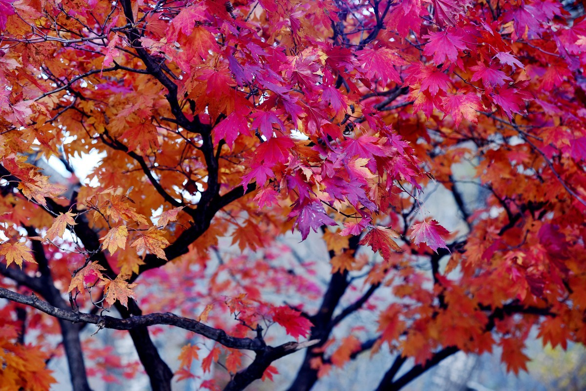 本溪湖里枫叶美