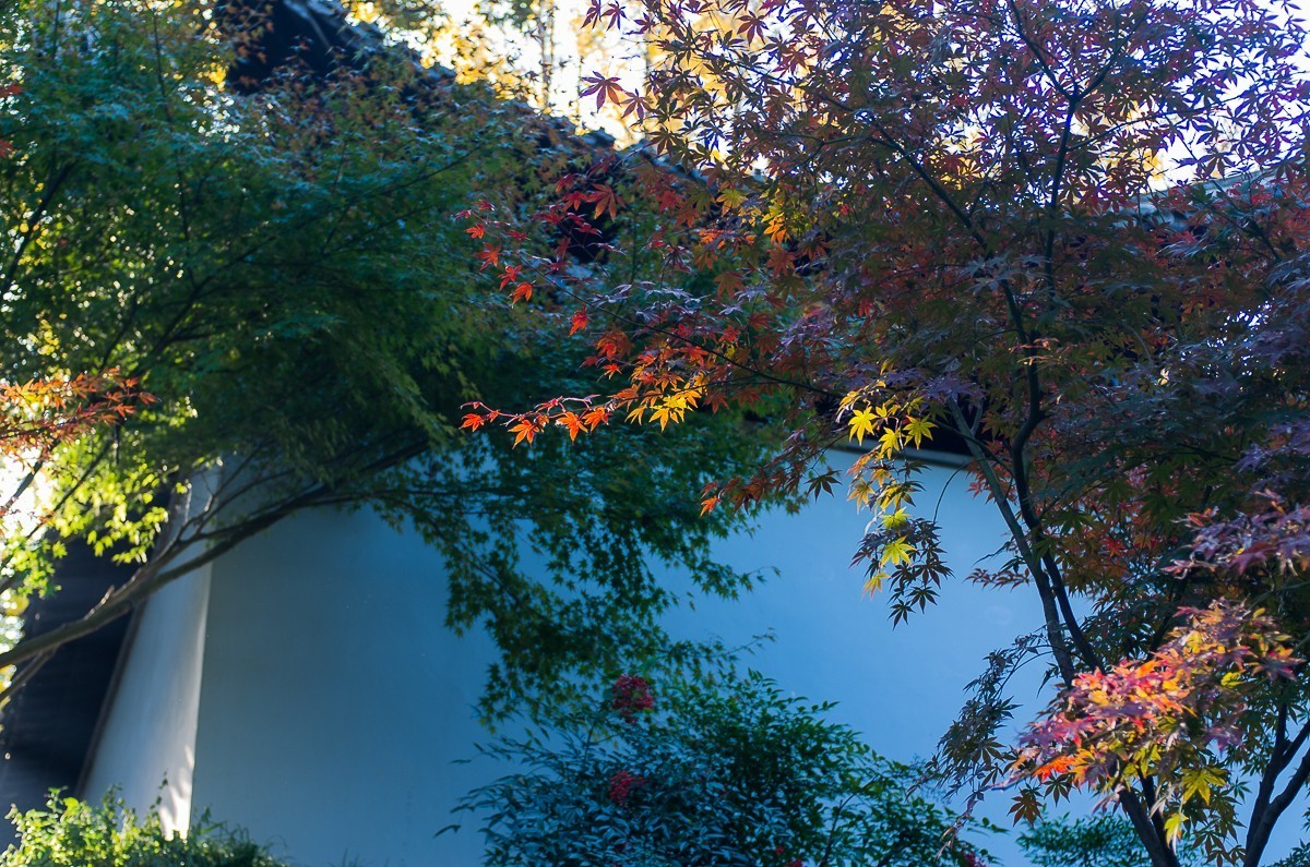 秋尽江南草未凋（扬州瘦西湖随拍）