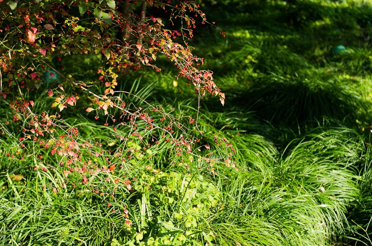 秋尽江南草未凋（扬州瘦西湖随拍）