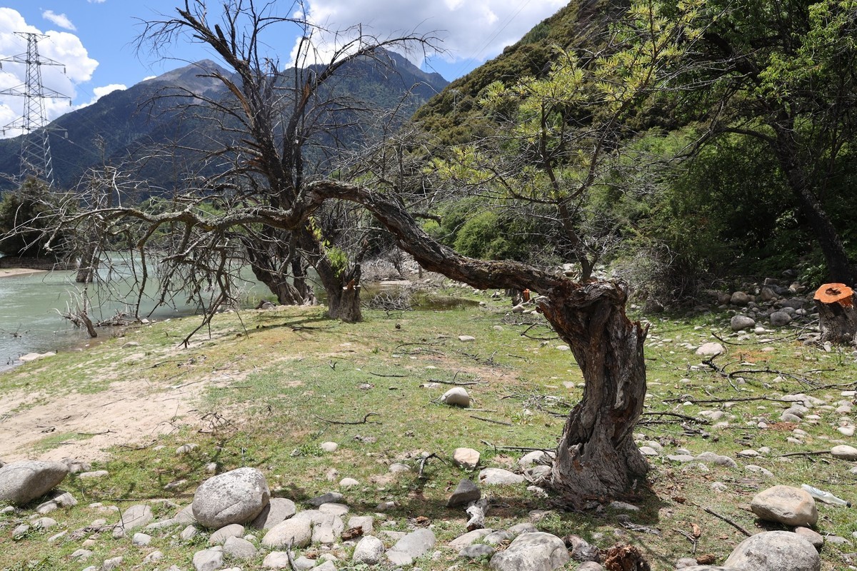 强劲的生命力--树