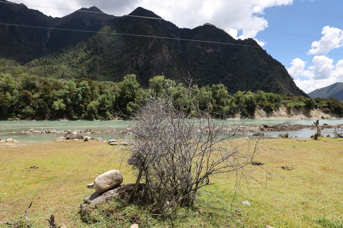 强劲的生命力--树