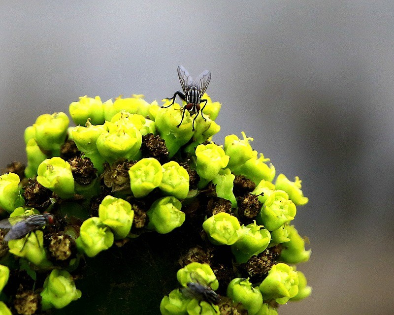854【不老松：海南游摄纪实】临高长島兰湾拍霸王鞭上的苍蝇！