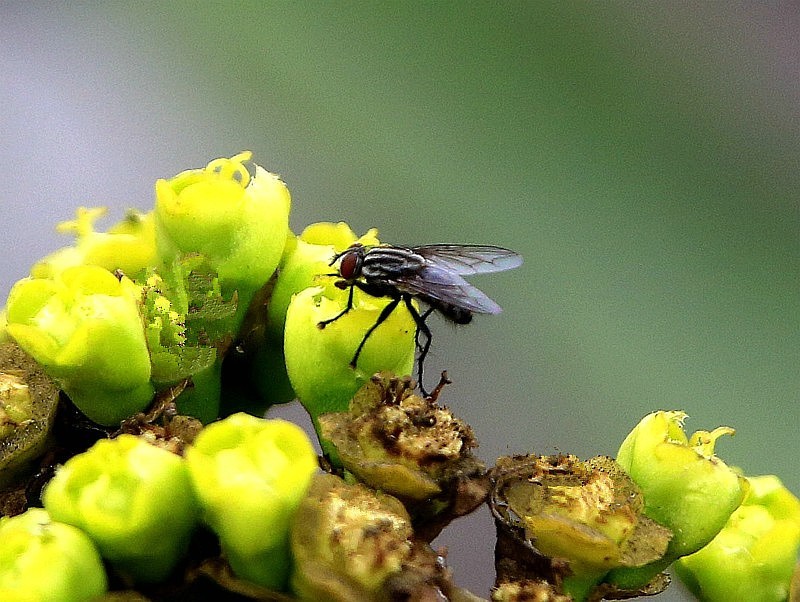 854【不老松：海南游摄纪实】临高长島兰湾拍霸王鞭上的苍蝇！