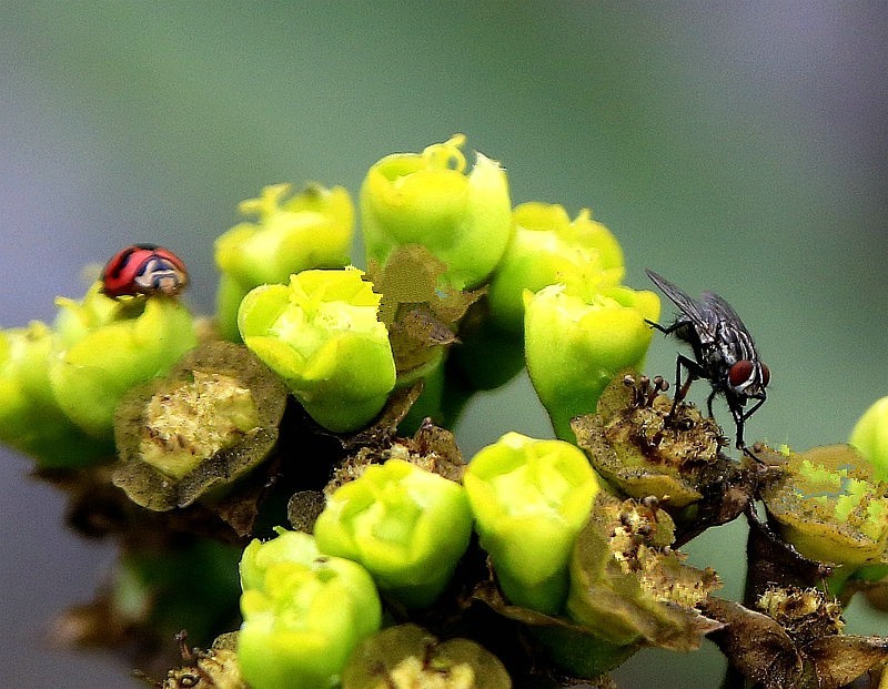 854【不老松：海南游摄纪实】临高长島兰湾拍霸王鞭上的苍蝇！