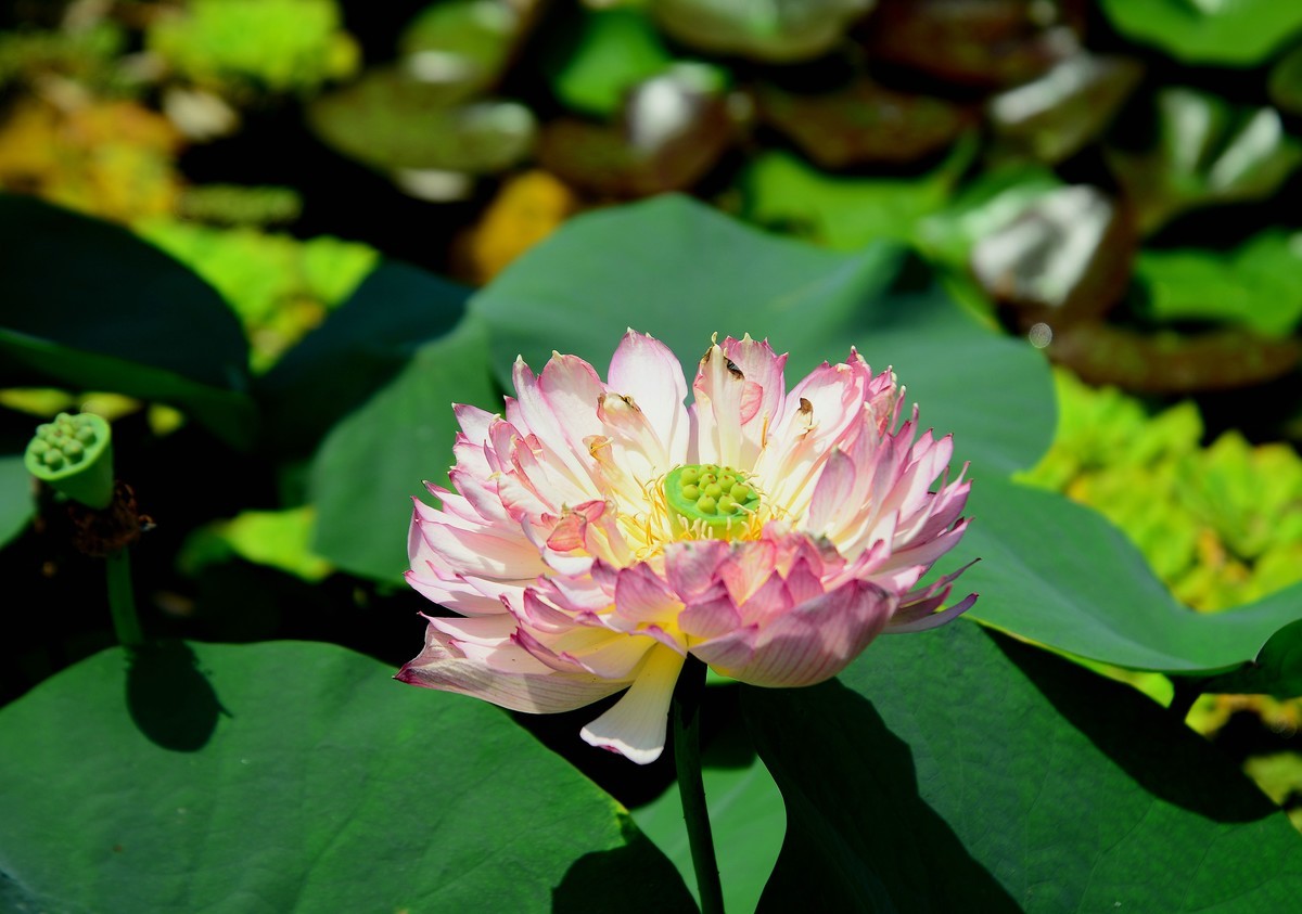 大荷花。