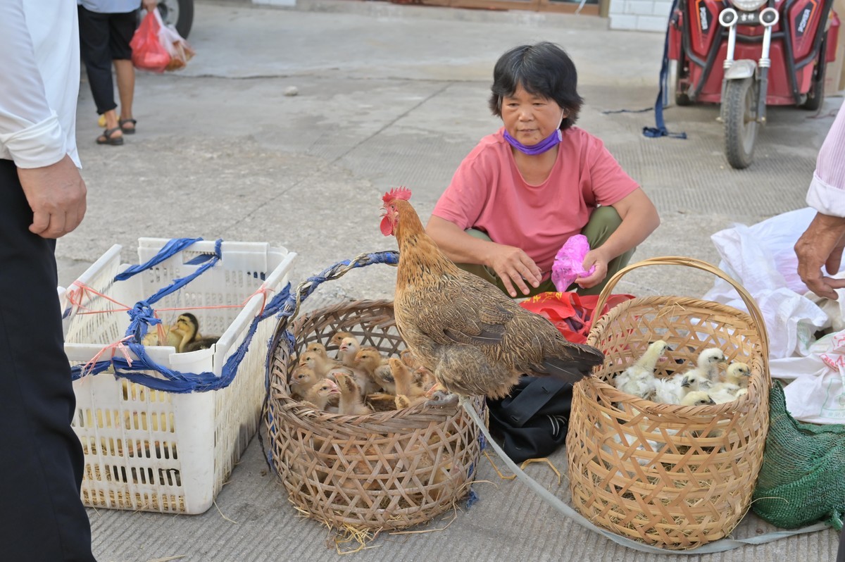 尼康Z40mmF2拍摄夏季农村赶集