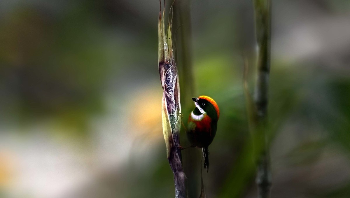神奇物种——红头长尾山雀