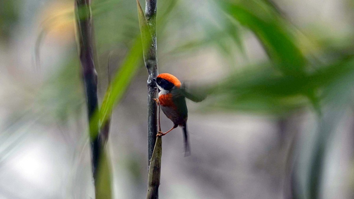神奇物种——红头长尾山雀