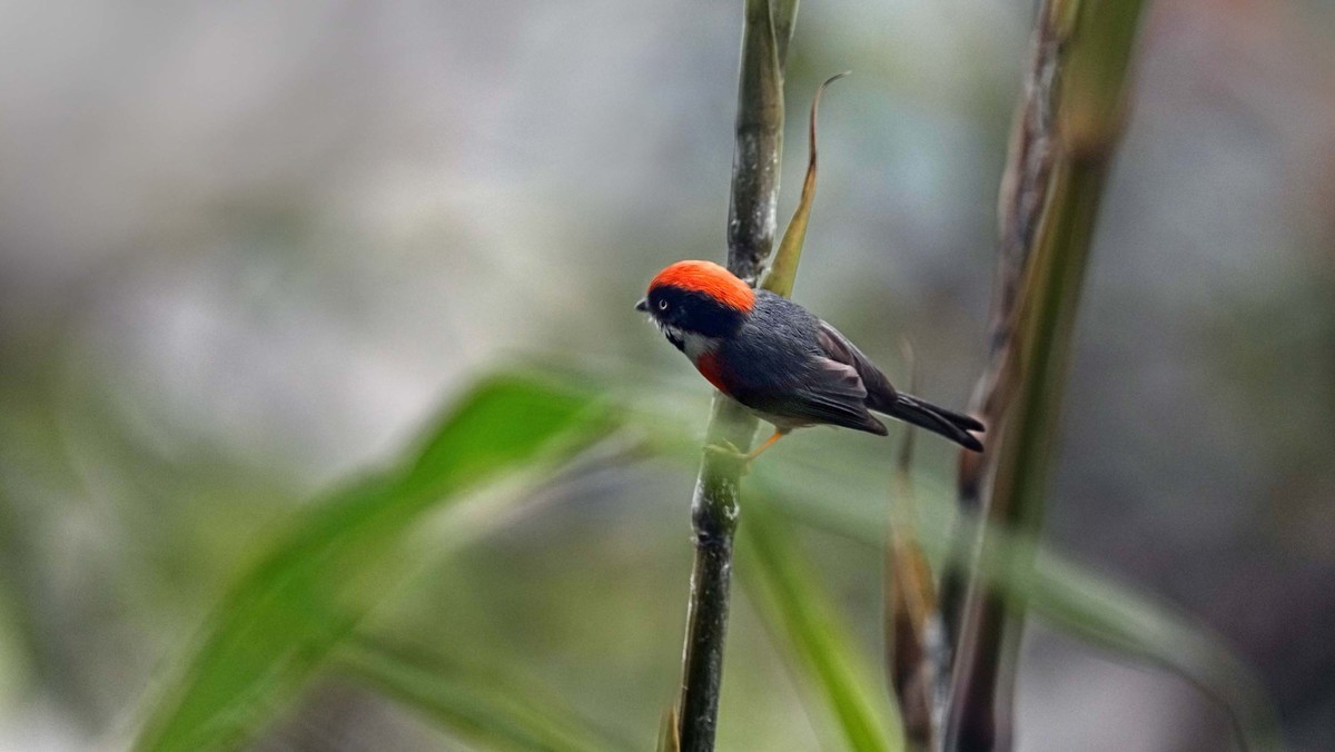 神奇物种——红头长尾山雀