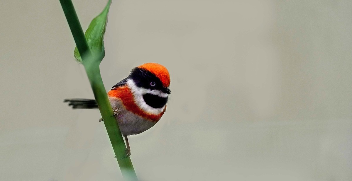 神奇物种——红头长尾山雀