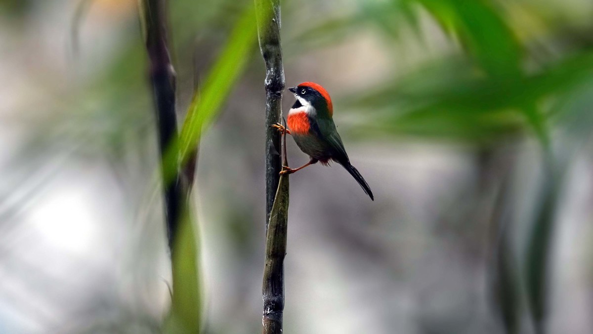 神奇物种——红头长尾山雀