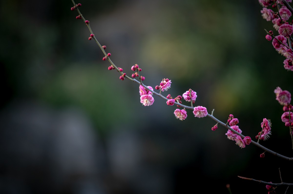 #花开春光寻美景#  一朝春雨落，十里春花开